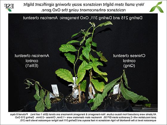 very small stem blight resistance assay shoiwng the significant blight resistance enhancement using the oxo gene 