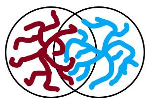 A pair of interpenetrating fractal aggregates with some contacts formed between subunits from each object that are close to each other. 