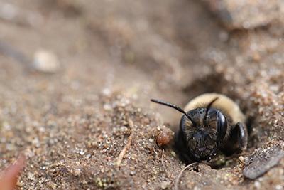 Andrena regularis